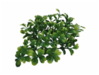 Lucky Reptile Turtle Plants Bacopa cca 40 cm