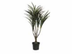 Dracena zeleno-červená, 90 cm