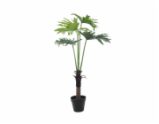 Filodendron palma, 120 cm