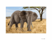 Schleich Wild Life Africka slonice