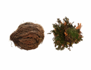 Lucky Reptile "Rose of Jericho" 50 g