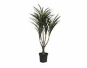 Dracena zeleno-červená, 90 cm